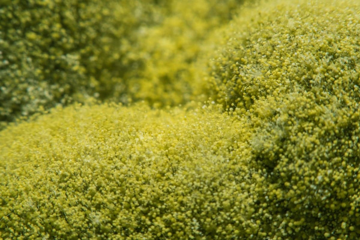 Featured_EASY_WAYS_PREVENT_MOLD_HOME