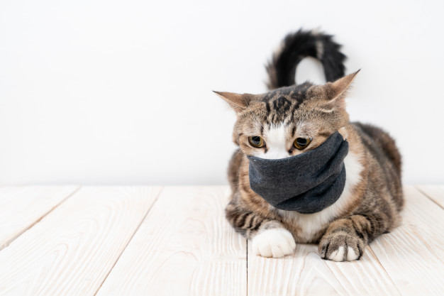 cute-grey-cat-with-mask-protect-coronavirus-covid-19_1339-1088731.jpg
